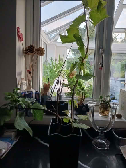 Photo of free Currant bushes (Rainham ME8) #1