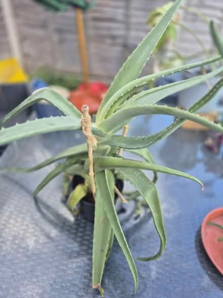 Photo of free plant (BR5) #1