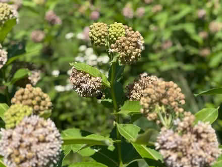 Photo of free Milkweed seed pods (Galesburg) #1