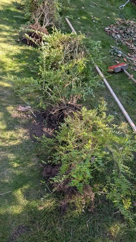 Photo of free Lonicera pileata / Box-leaved or Privet Honeysuckle (Lexden CO3) #1