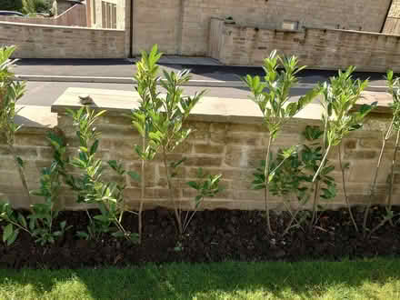 Photo of free Laurel hedge plants (Stirton BD23) #3
