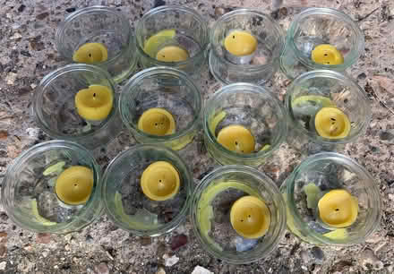 Photo of free 12 x glass ramekins (Rooks Nest SG1) #1