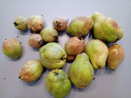 Photo of free Quinces (Cliffe BN7) #1