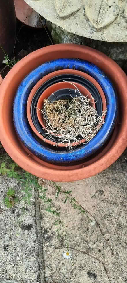 Photo of free Three garden pots (Woodley RG6) #3