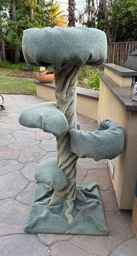 Photo of free Cat “Tree” (Saratoga Woods) #1