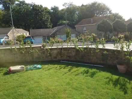 Photo of free Laurel hedge plants (Stirton BD23) #1