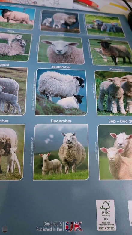 Photo of free Birthday card fronts and and old sheep calendar (Bloomfield) #2