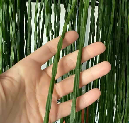 Photo of Rhipsalis plant cutting (North Tonbridge TN10) #1