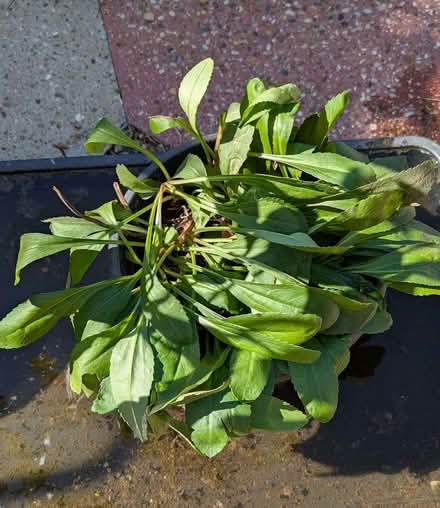Photo of free Perennial tall daisy plant (Lexden CO3) #1
