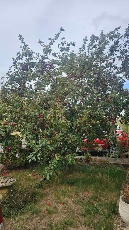 Photo of free Crab Apples (Gotherington) #1
