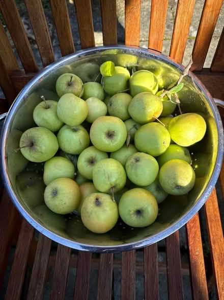 Photo of free Apples (Norbury CR7) #1