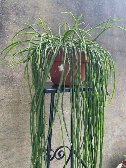 Photo of Rhipsalis plant cutting (North Tonbridge TN10) #2