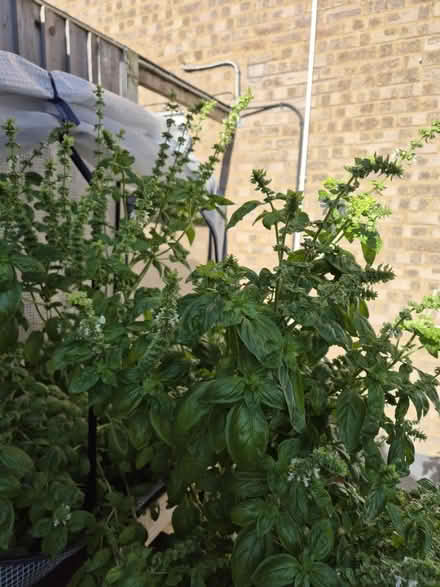 Photo of free Fresh basil leaves (Heybridge CM9) #2