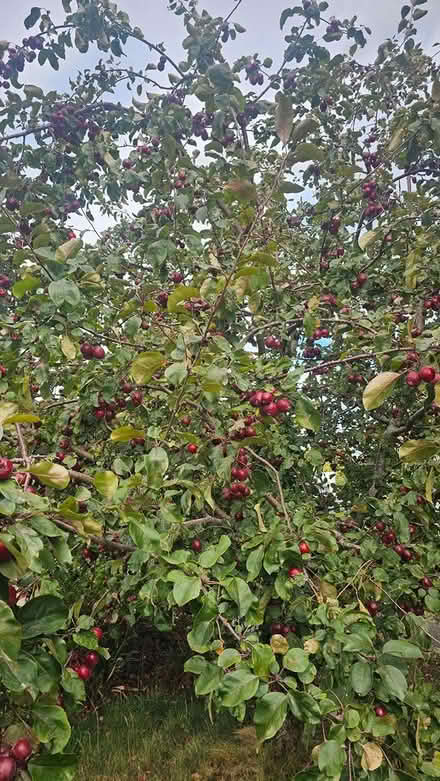 Photo of free Crab Apples (Gotherington) #2