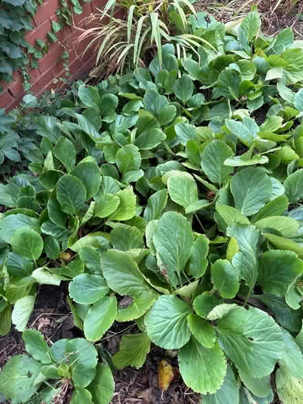 Photo of free Bergenia (elephant ears) plants (Woodbury) #1