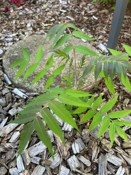 Photo of free Sumak plants (Frodsham WA6) #2