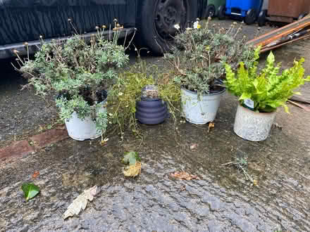 Photo of free Plants (Killiney, Co Dublin) #1