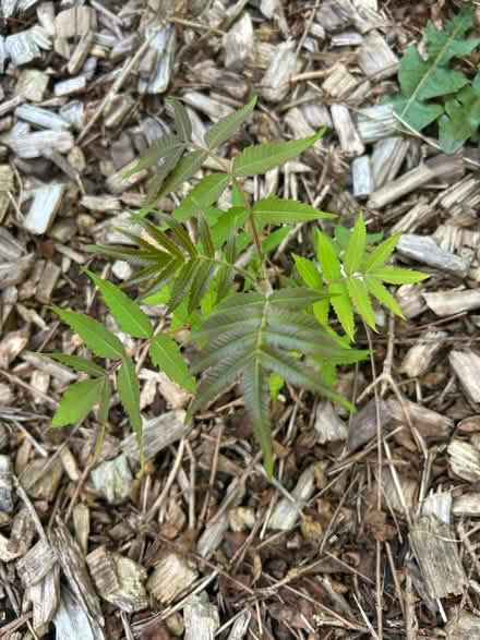 Photo of free Sumak plants (Frodsham WA6) #1