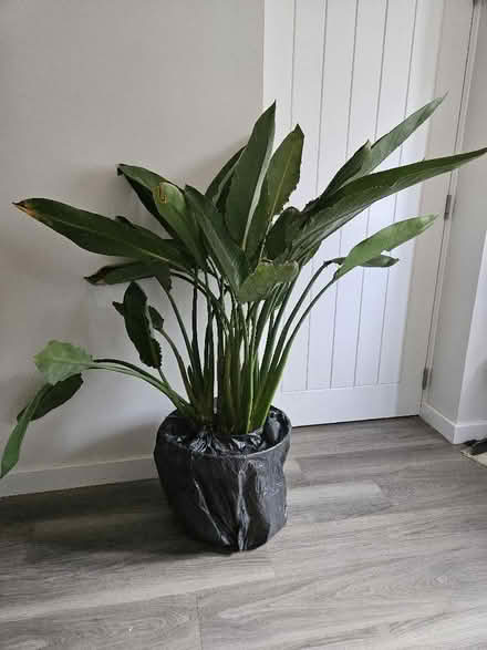 Photo of free Large strelitzia plant (Hertford SG14) #1