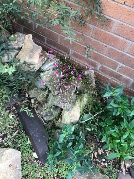 Photo of free Rockery Stone (North Bretton) #2