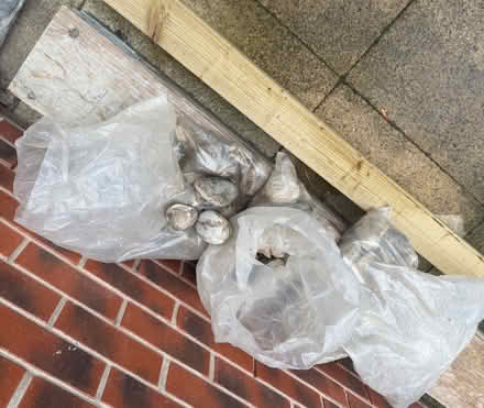 Photo of free Pebbles (Wybourn S2) #1