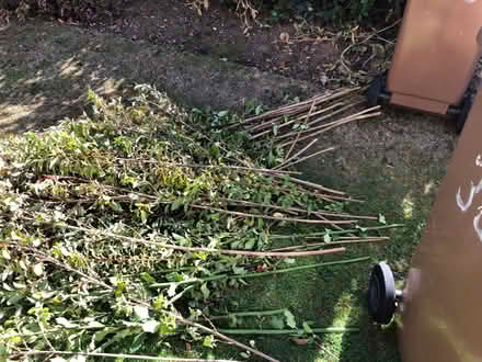 Photo of free More Straight Sticks (Littleover DE23) #1