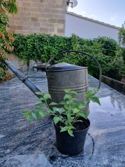 Photo of free Himalayan honeysuckle (Odd Down) #1