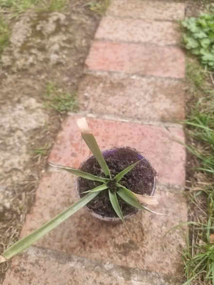 Photo of free Ornamental pineapple plant (headington OX3) #1