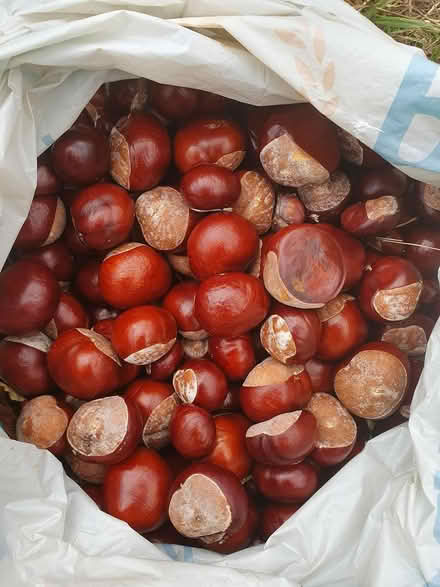 Photo of free Conkers (Alvaston) #1