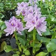 Photo of free Water hyacinth plants (Arcadia nr Baldwin-Stocker Sch) #1