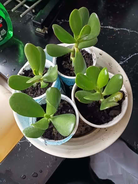 Photo of free Money Plants (Rainham ME8) #1