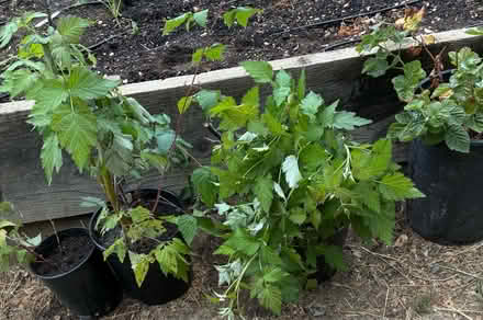 Photo of free Black raspberry plants (Oakland hills) #1