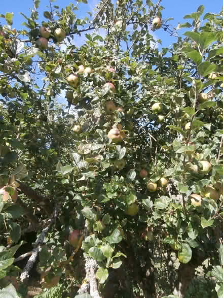 Photo of free Apples galore to pick off the tree (Maxton TD6) #1