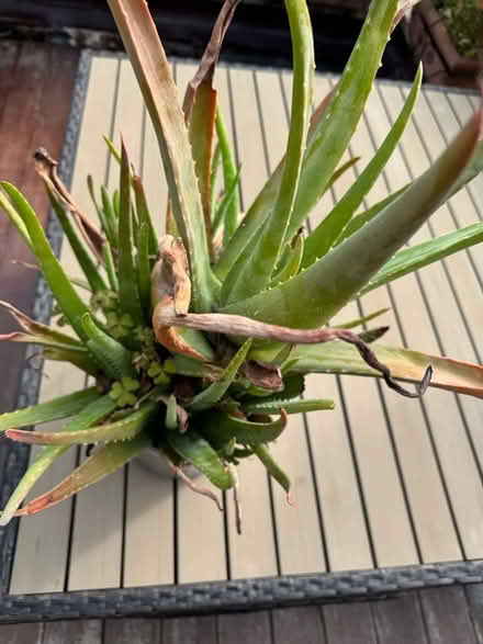 Photo of free Aloe vera huge plant (Kensington W8) #2