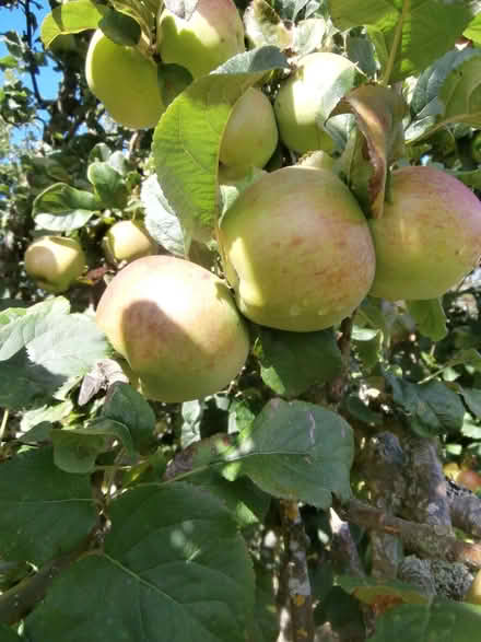 Photo of free Apples galore to pick off the tree (Maxton TD6) #2