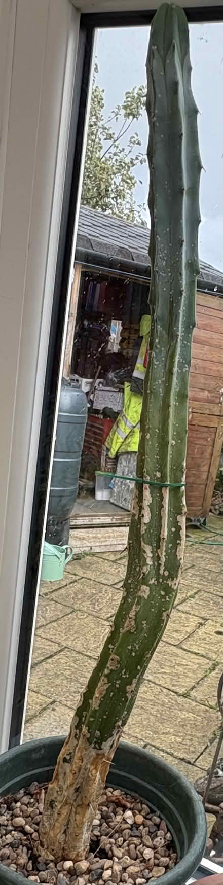 Photo of free V tall cactus (LA3 Morecambe) #1