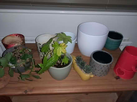 Photo of free Houseplants/pots (Little Amwell SG13) #1