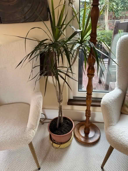 Photo of free Tall dracena plant (Kensington W8) #1