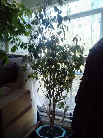 Photo of free live large plant (Askew Road W12) #2