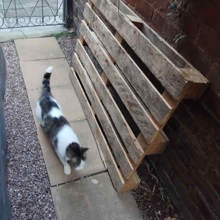 Photo of free Wooden Pallet (Handbridge CH1) #2