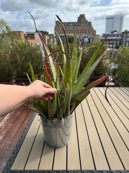 Photo of free Aloe vera huge plant (Kensington W8) #1