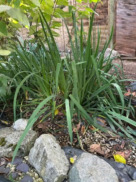 Photo of free Pond iris (Kenilworth CV8) #1