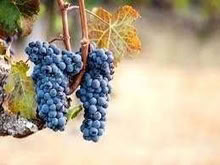 Photo of free wine making grapes and crab apples (Top Amersham HP6) #1