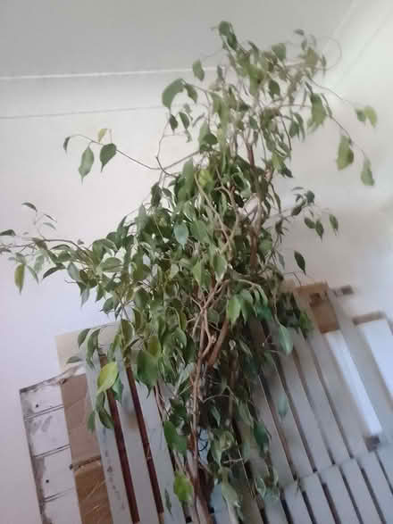 Photo of free live large plant (Askew Road W12) #1