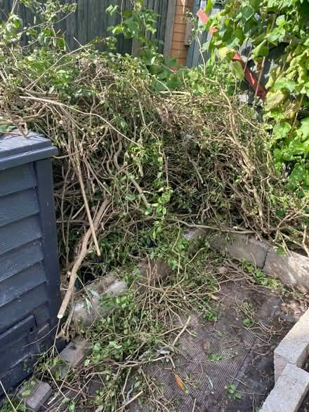 Photo of free Wood from cutting hedge back (Mount Nod CV4) #2