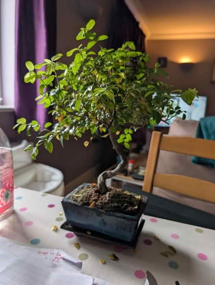Photo of free Bonsai tree (Hornby LA2) #1