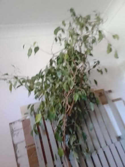 Photo of free live large plant (Askew Road W12) #4