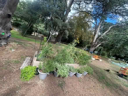 Photo of Plant Pots (SW15) #1