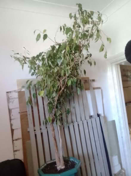 Photo of free live large plant (Askew Road W12) #3