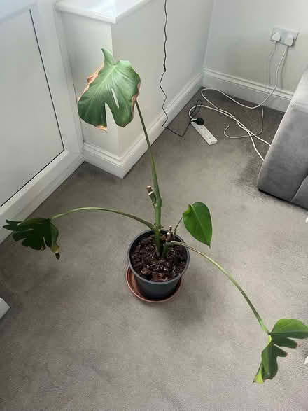 Photo of free plant (Penge SE20) #3
